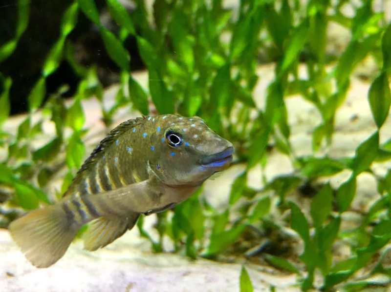 Spathodus cf. erythrodon 'Ikola'